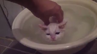 Котёнок не хочет выходить из тёплой ванны