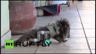 Brazil: Paraplegic porcupine on a roll with DIY wheelchair