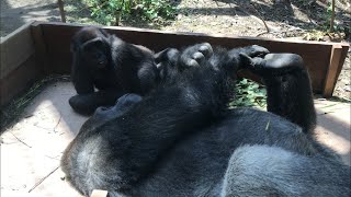 コレじゃない感...⭐️ゴリラ(72)【京都市動物園】Gorilla    momotaro & gentaro