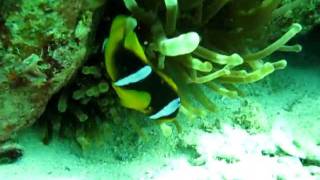 anemone fish ( nemo :P)
