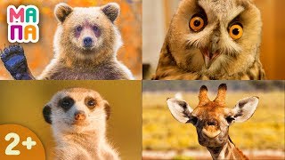 Как говорят животные / Развивающие мультики для самых маленьких / ВИКТОРИНА для детей от 1 / ЧАСТЬ 2