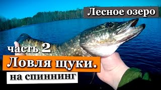 Ловля щуки весной на спиннинг. Ленинградская область. Лесное озеро. Часть 2.