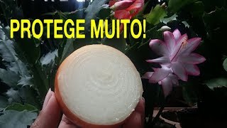 ? COLOQUE UMA CEBOLA na FLOR DE MAIO e Veja Que INCRÍVEL!! ?