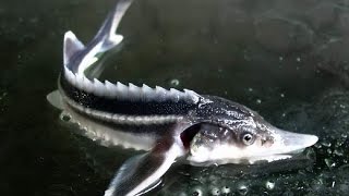 Atom Fishing 2!Ловим бестера на припасы.Возвращение на пустошь.