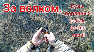 Волки пришли на участок, охота на волка! Иду в лес на разведку, порванные собаки валяются.