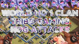 WORLD NO 1 WAR CLAN TRIBE GAMING!! TH12 MAX HOG DESTROYING TH12!! CLASH OF CLANS