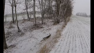 Охота на зайца. По снегу  с дратхааром. Hunting for hares