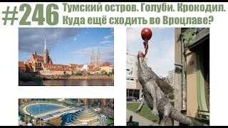 #246 Тумский остров. Голуби. Крокодил. Куда ещё сходить во Вроцлаве?