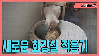 사막화방지 고양이화장실 :;새로운 화장실이왔어요!