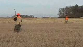 Northwest Iowa pheasant hunt
