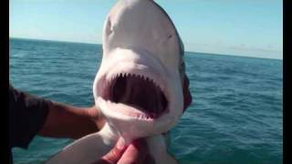 Talking Shark!!