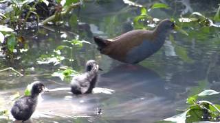 cute baby fauna brasileira SARACURA FILHOTES selvagem brazilian vida rural animais silvestres