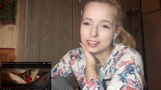 Reacting to Димаш Кудайберген - Любовь уставших лебедей (Official video)