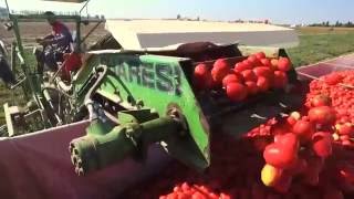 Уборка томатов комбайном Guaresi (Raccolta pomodoro G8993 del 1998!)