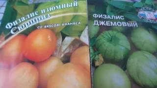 Сроки и посев физалиса пророщенными семенами на рассаду.