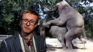 Майкл Щур про цинічний PR Ляшка (eng subt)