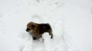 Померанский шпиц