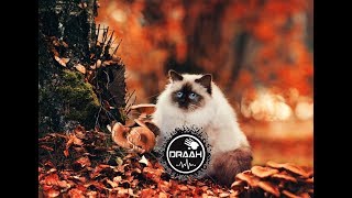 HARDSTYLE IS MY STYLE (2017 AUTUMN POPULAR MAINSTREAM COMMERCIAL & EUPHORIC SONGS MIX) #3