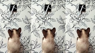 Смешные котики. Кошка и часы