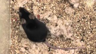 New mouse model of OCD