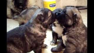 Caucasian Shepherd Dog -- Ποιμενικος Καυκασου--Кавказская Овчарка