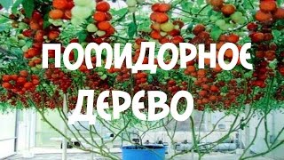 Помидорное дерево. Посадка и выращивание помидорного дерева Часть 2
