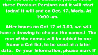 Name a Cat Fun Raiser NOW ON