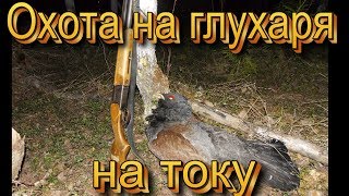 Охота на глухаря на току 2017