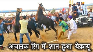 Pushkar fair Stallion Ring _Indian Marwadi Horse?Show_पुष्कर मेला|Shan in Ring