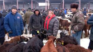 На скотном рынке Шымкента ужесточили правила продажи скота