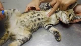 Спасение парализованного котеночка
