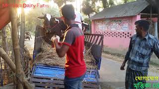 মৃত্তিকা ডেইরী ফার্ম থেকে বিক্রিত গাভী ঢাকার রামপুরার উদ্দেশ্যে যাত্রা।। 01714-843088