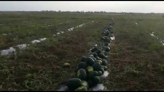 арбузы урожай 2015 года! алтайский край ннр