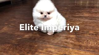 Экстра мини белый померанский шпиц! www.elitdog.com