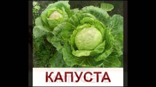 "Овощи" - Презентация для детей по Доману