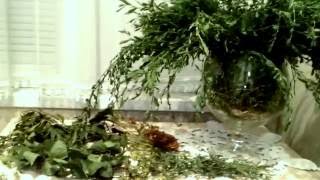 ПОДАГРУ КАК ЛЕЧИТЬ, ВЫВОДИТЬ СОЛИ МОЧЕВОЙ КИСЛОТЫ. НАРОДНАЯ МЕДИЦИНА.