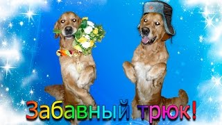 Дрессировка собаки. Забавный трюк: СУСЛИК