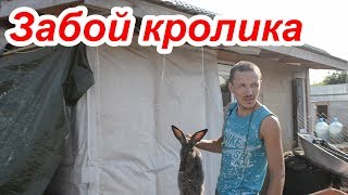 Забой кролика