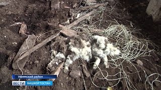 Зоозащитники республики просят прекратить отстрел бездомных собак: репортаж «Вестей»