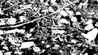 NUDIST - SEE THE LIGHT BEYOND THE SPIRAL [new album!] TEASER