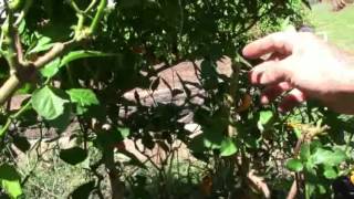 Pruning a pepper plant for over wintering