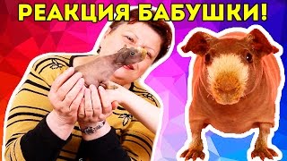 Реакция БАБУШКИ на ЛЫСУЮ морскую свинку! / Бабушка реагирует / SvinkiShow