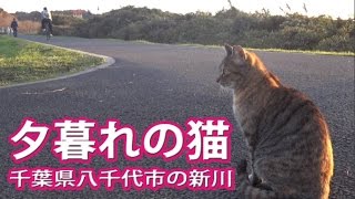 かわいい野良猫たち。千葉県八千代市の新川に住むネコちゃん