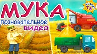 Что такое МУКА? Познавательное видео про МУКУ. Как делают хлеб. МУКА для выпечки. Продукты питания.