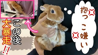 抱っこ嫌いなうさぎ！この後ここ太くん大暴れっ！？