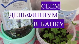 Дельфиниум из семян. Сеем Дельфиниум в Банку.
