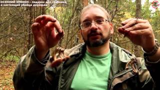 Осенний опенок - убийца леса! www.grib.tv