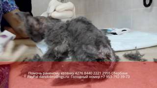 Опарыши заживо съели раненого котёнка  Новосибирск animal shelter asking for help