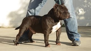 AMERICAN BULLY - MASTER SHIFU (2015 UPDATE)