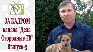 Перцы и баклажаны. Первая подкормка. ЗА КАДРОМ канала Дела Огородные ТВ